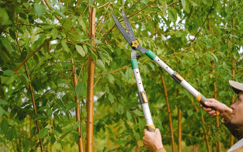 Tree trimming in Saint Helens, OR